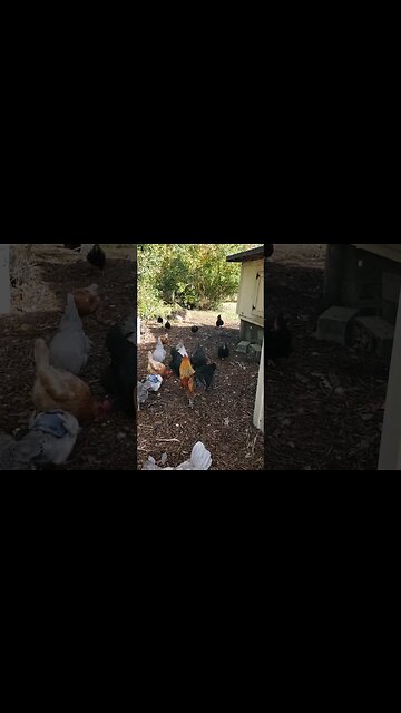 Happy Thanksgiving Peanut Snack For The #chickens #chickenshorts #chickenlife #backyardchickens