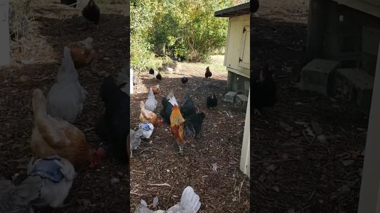 Happy Thanksgiving Peanut Snack For The #chickens #chickenshorts #chickenlife #backyardchickens