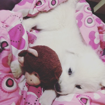 Great Pyrenees Puppy says "I love you"