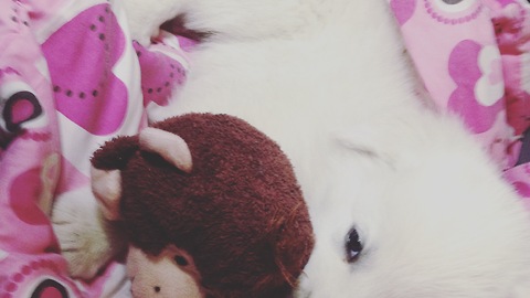 Great Pyrenees Puppy says "I love you"