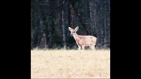 Deer and Fawn