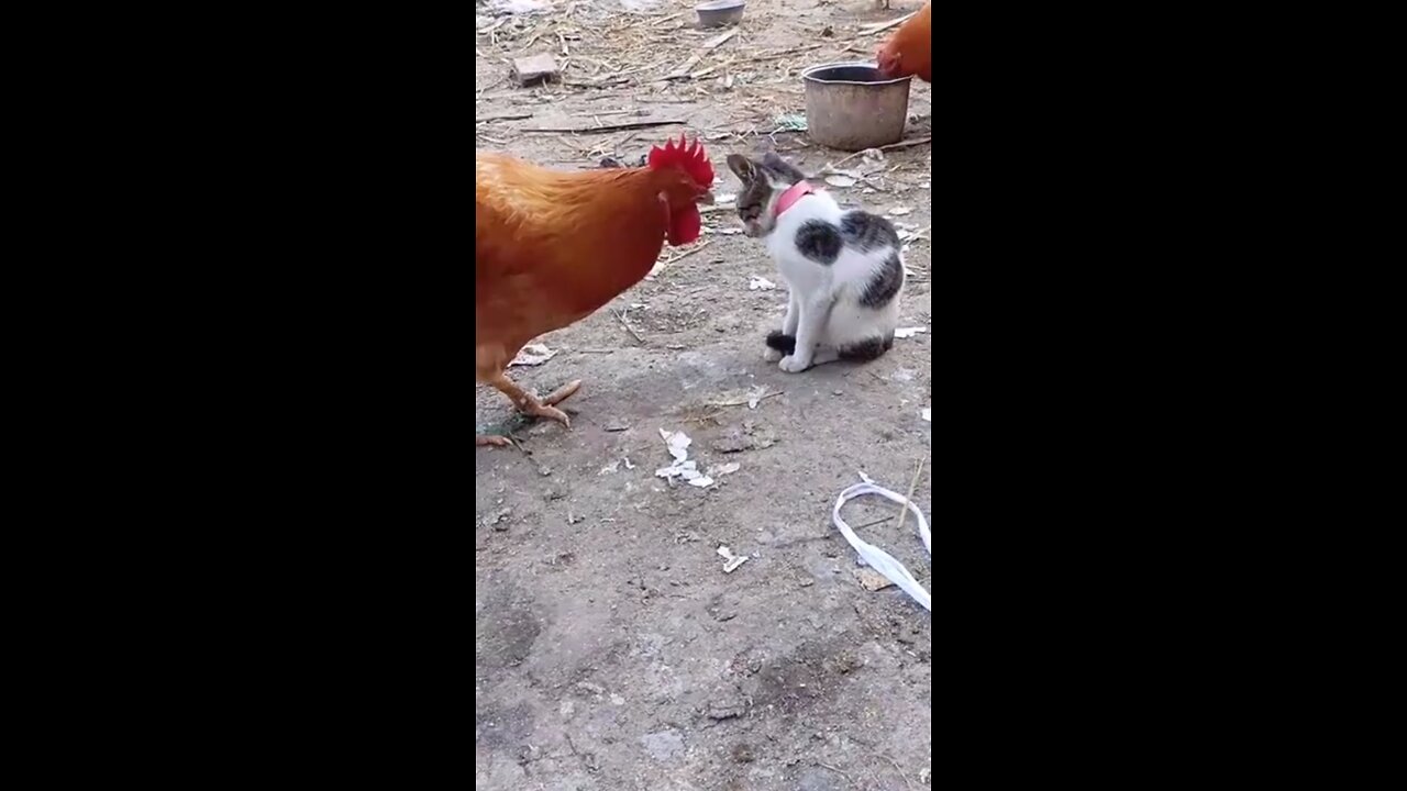 My cat and hen (cock) are bestfriends they enjoy their life