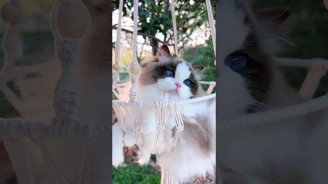 So Cute Cat || 🥰😽🐱 #shortsfeed #cat #youtubepets