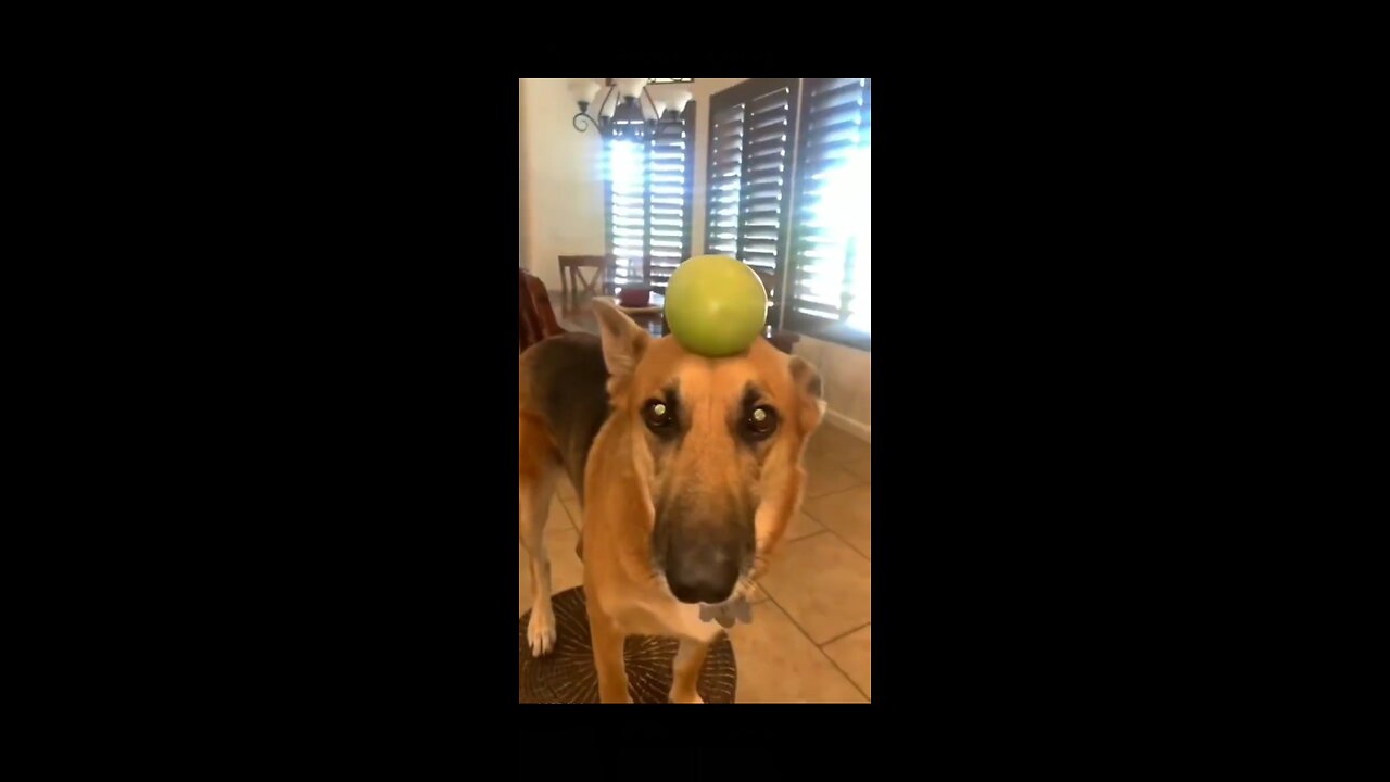 TRY NOT TO LAUGH 😅 Funny animals