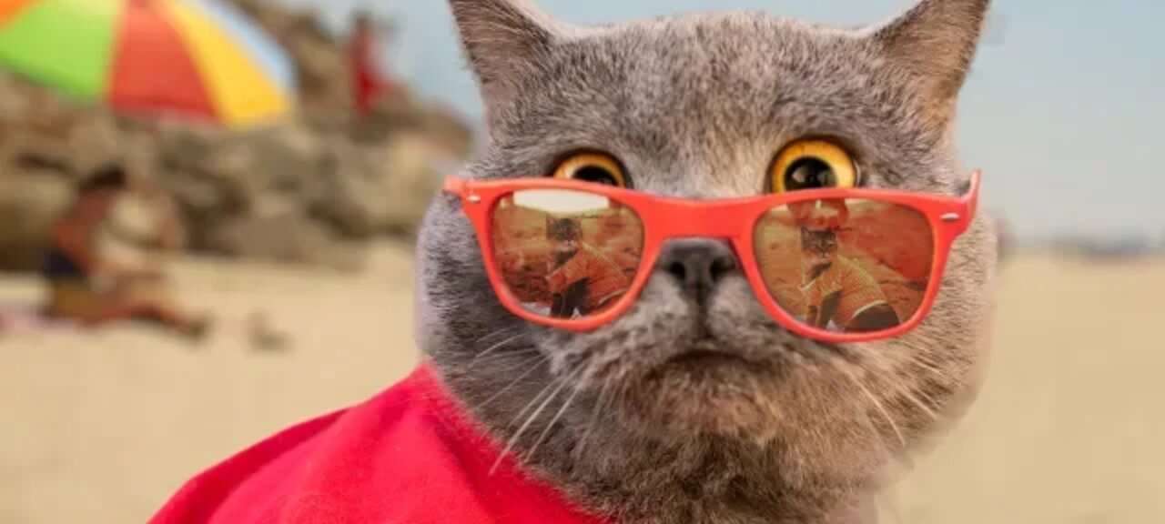 Funny Cat..