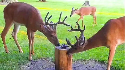 Great whitetail bucks in velvet.