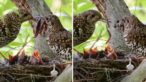 Birds have high parental Caring