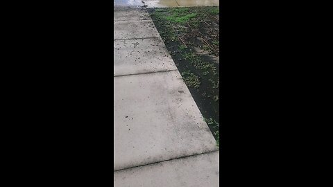 Morning walk