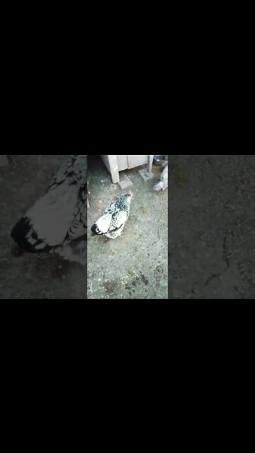 Good Morning P2, Rhiannon and Rusty 19th November 2022