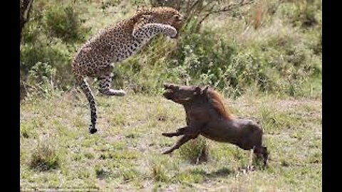 This is the real power of motherhood,watch how the mother Warthog rescued its child from a leopard