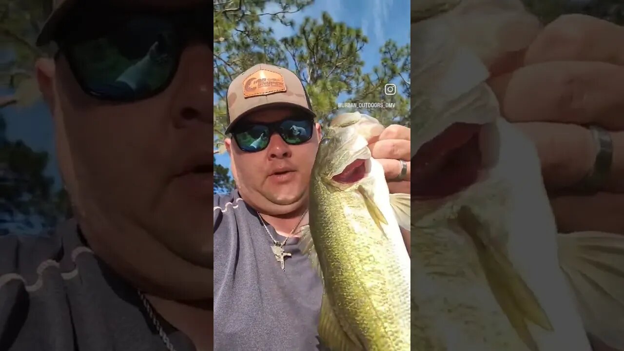 Tiny ponds breed tint pond monsters #bassfishing #pondfishing #largemouthbassfishing