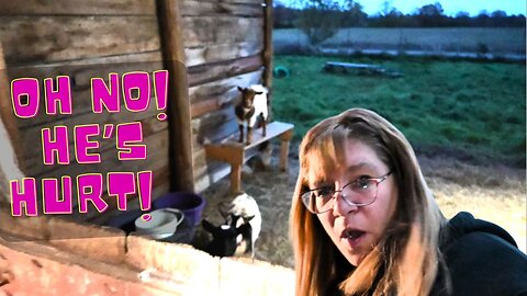 Disaster Struck The Goat Barn!