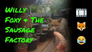 🦊Friendly urban #fox and a sausage fest - WILLY AJAX & THE SAUSAGE FACTORY - short comedy film