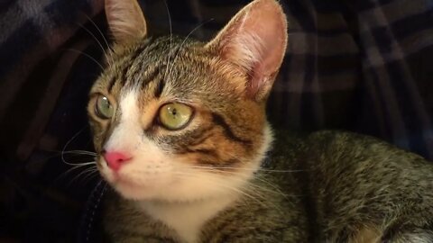 Kitten on a Picnic Hears a Bird Sing