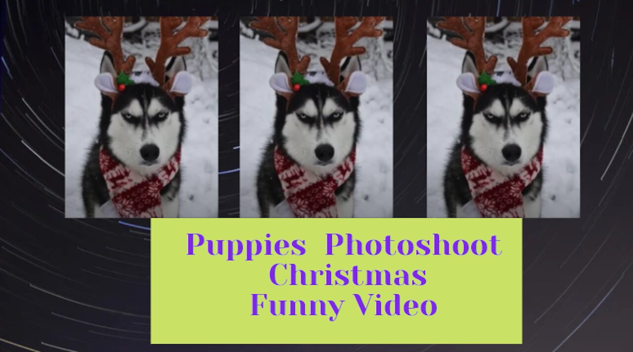 Cute Dog - Photoshoot, Christmas