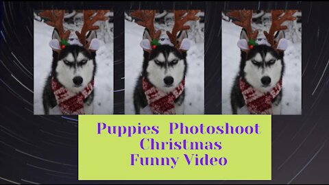 Cute Dog - Photoshoot, Christmas