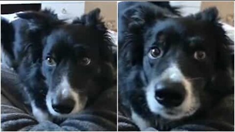 Cagnolina muove le sopracciglia al ritmo di 'Seven Nation Army'