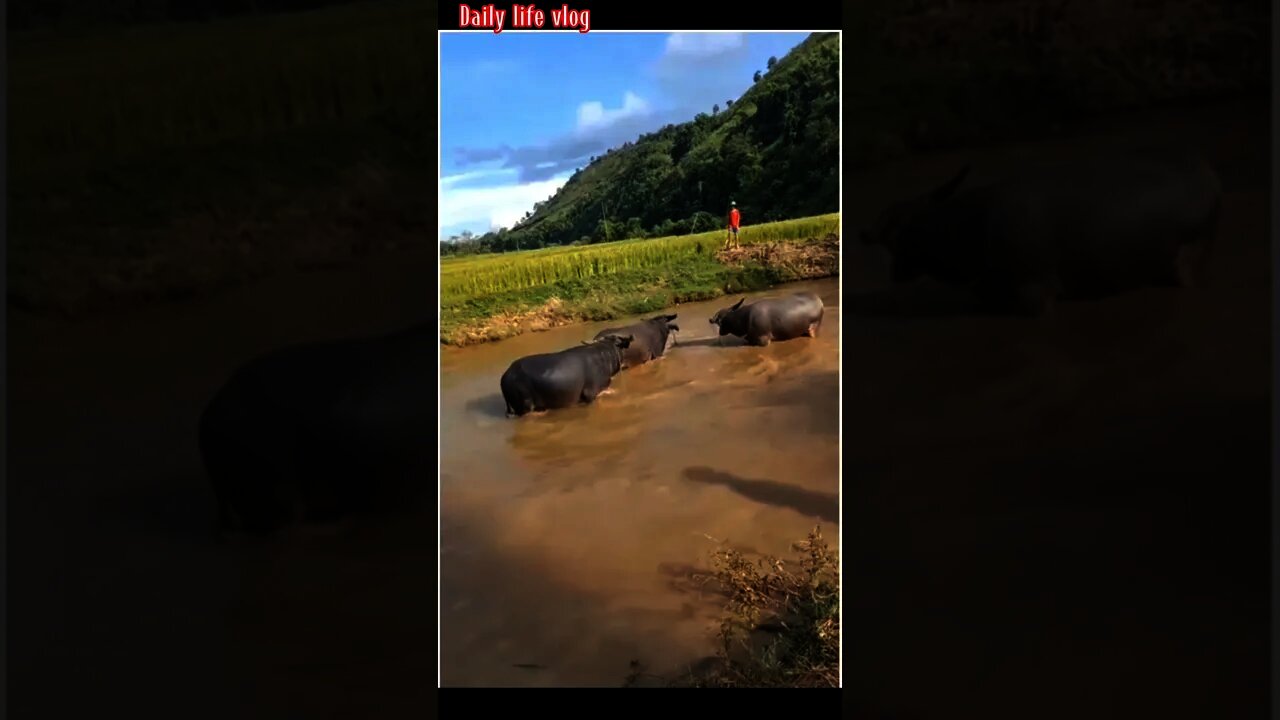 buffalo in the middle of the stream