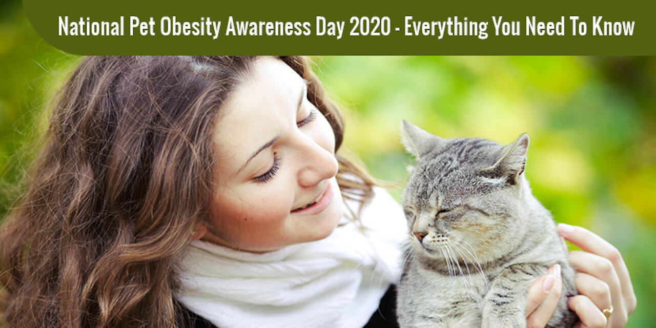 National Pet Obesity Awareness Day – Everything You Need to Know