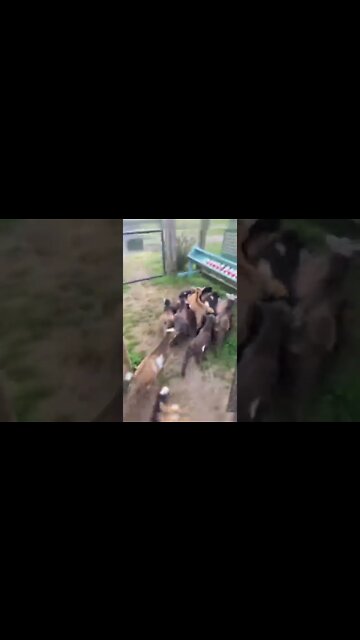 How To Feeding In Farm! #UbertainmentFun #Shorts #ytshorts #Dogs #Animals #Fun