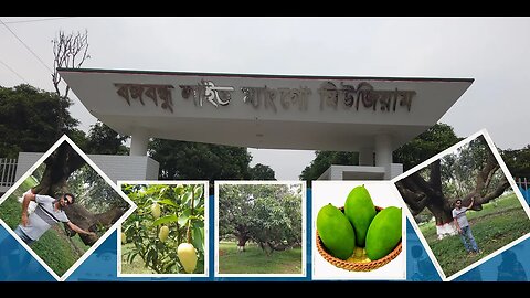 কানসাটে আমের যাদুঘর | বঙ্গবন্ধু লাইভ ম্যাংগো মিউজিয়াম | Bongobondhu Live Mango Museum Chapi