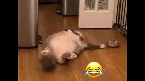 PLAYING CAT VIDEO MEAWWW