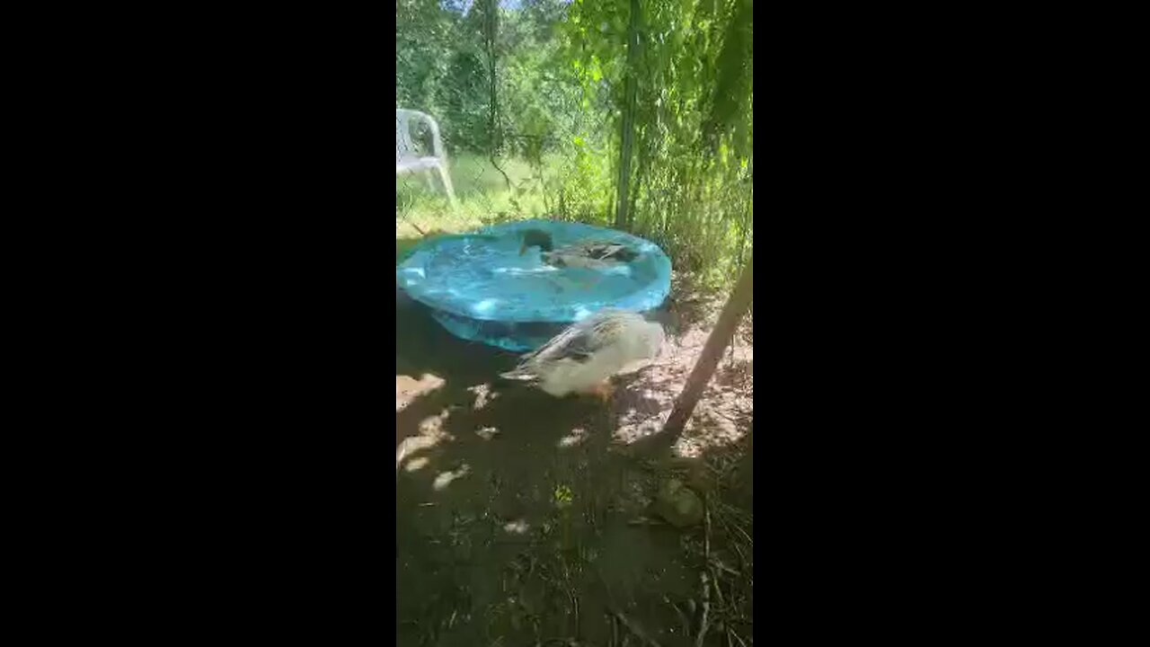 Ducks in the pool