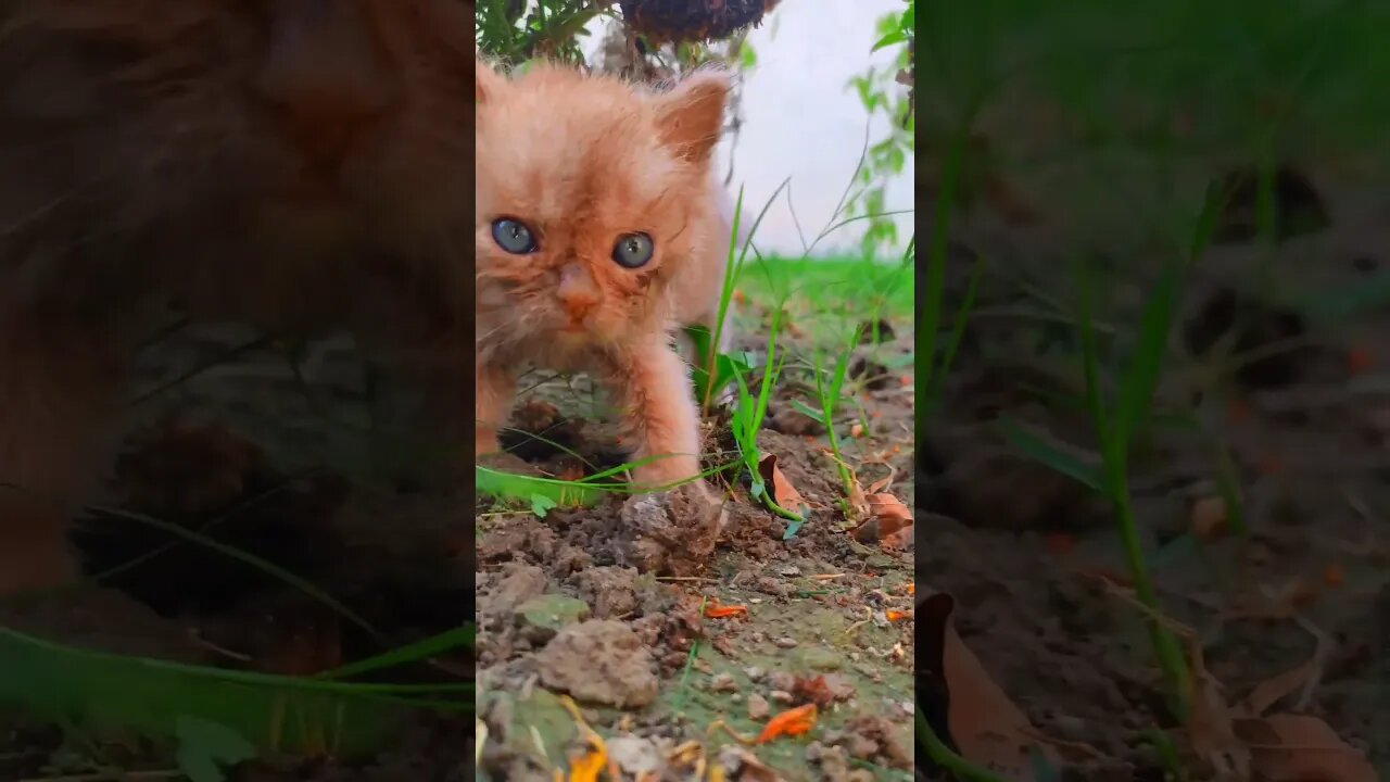 Cute Catsπββ¬ππ₯°#cats#cutecat#cutecatshorts#pets#cutepets#funnycats#viral#tiktok#viralvideo#funnycats