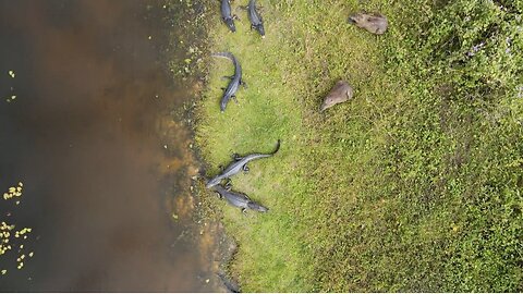 "Crocodiles: Ancient Predators of the Wild"