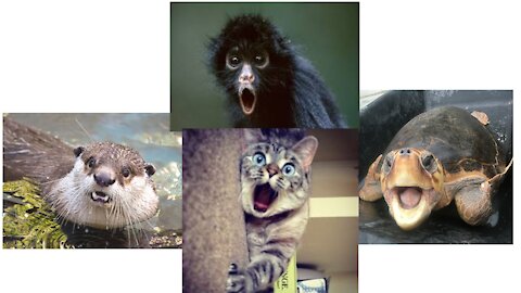 Animals are getting surprised in the funny ways!