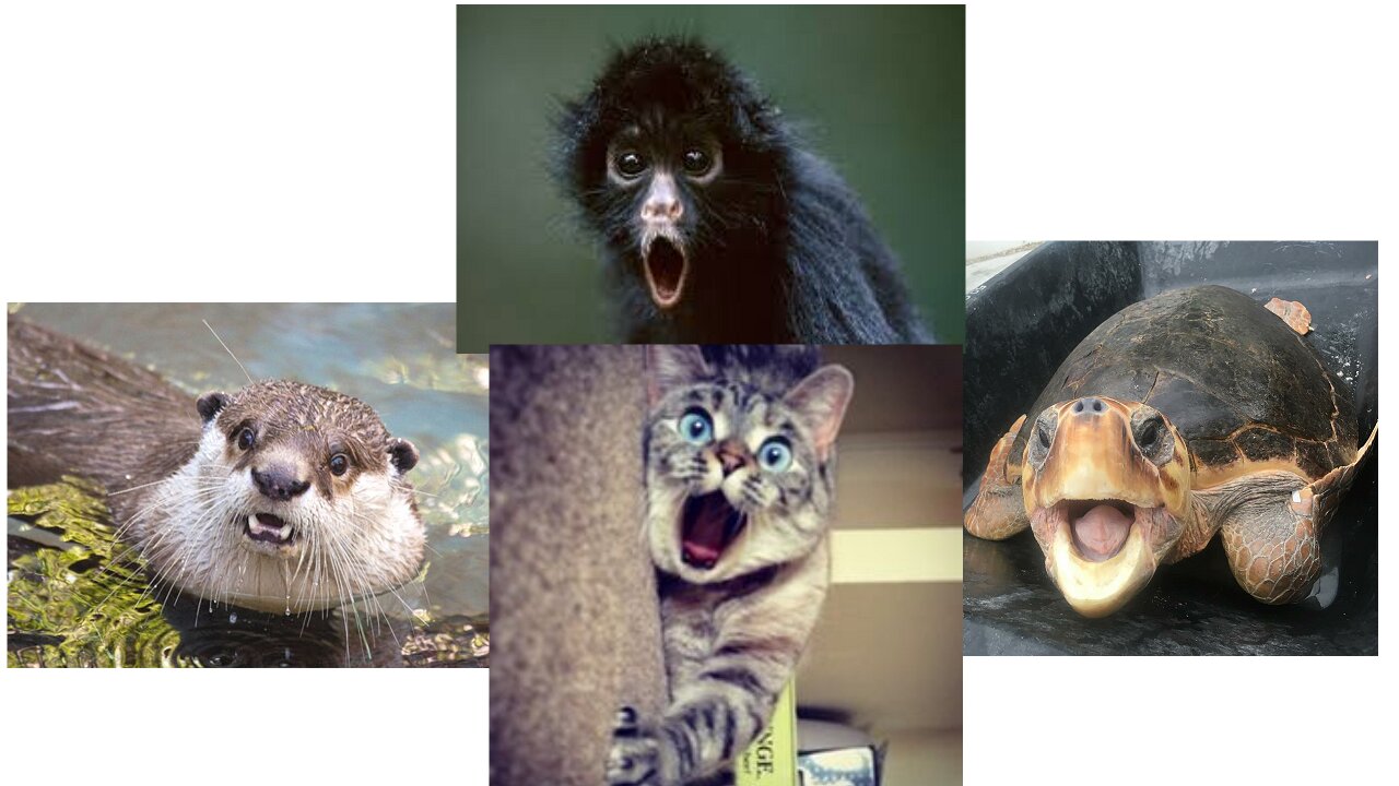 Animals are getting surprised in the funny ways!
