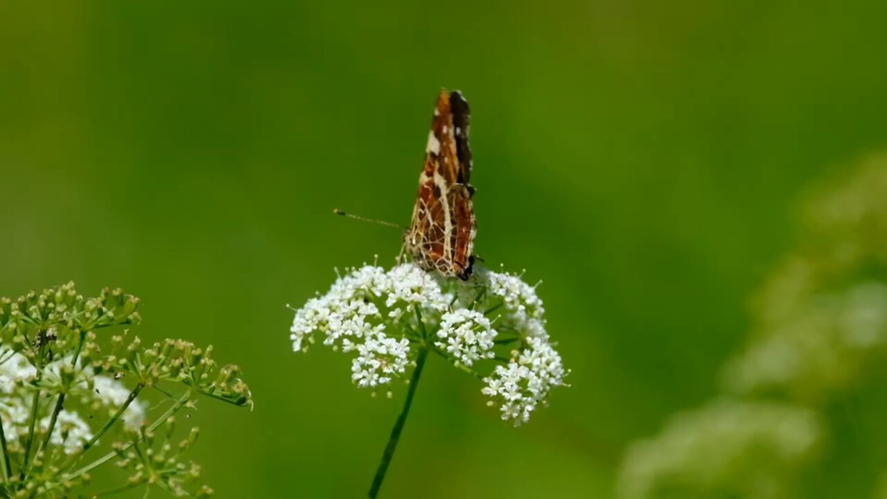 "Daucus carota: The Delicate Beauty of Wild Carrot Flowers"