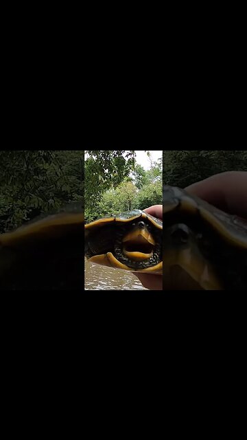 I had to save a turtle I accidentally caught while fishing in the creek!