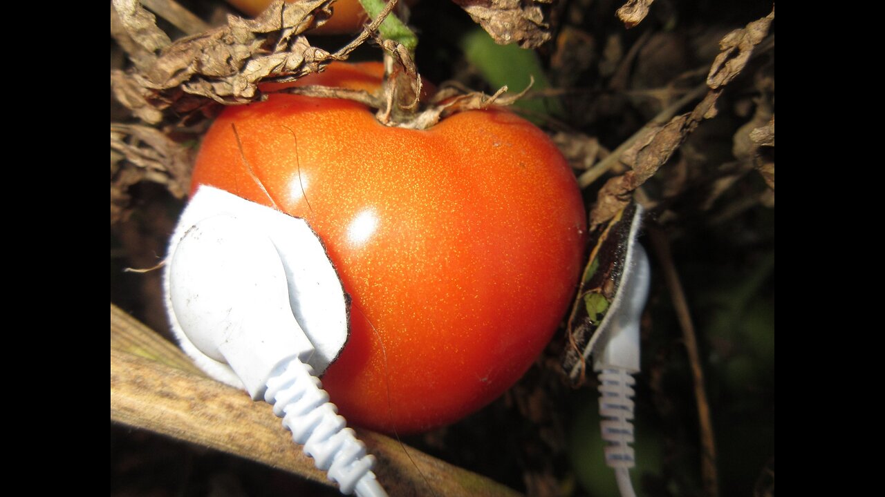 The Edible Berry Tomato September 2021