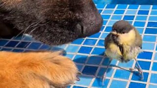 Homem e cão salvam pássaro de se afogar na piscina