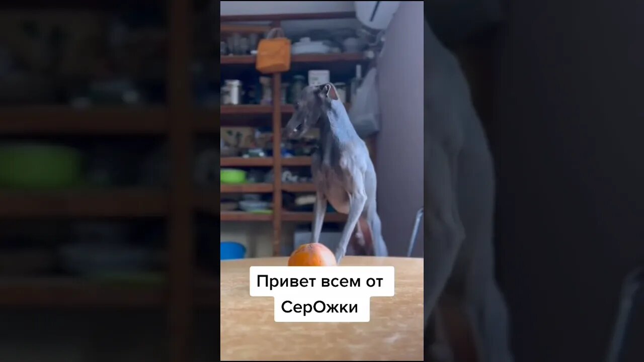 #shorts Смешные Собаки Из Тик Тока 122 Funny Dogs From Tiktok