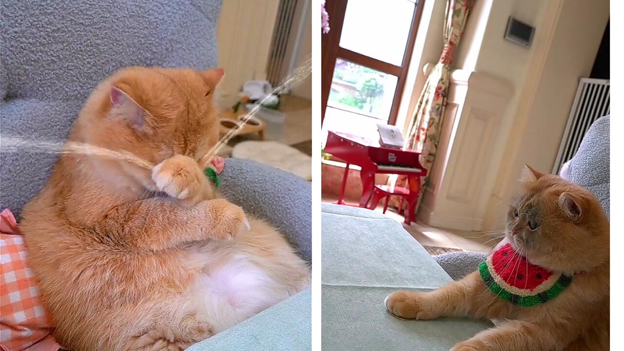 cat either fish