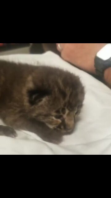 Florida man drops off bobcat at fire station, thinks it is a cheetah