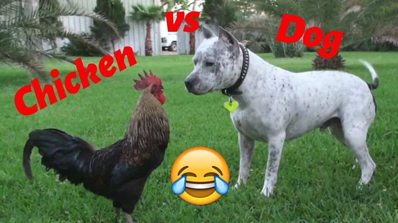 Funny animals #4 Chicken VS Dog Fight