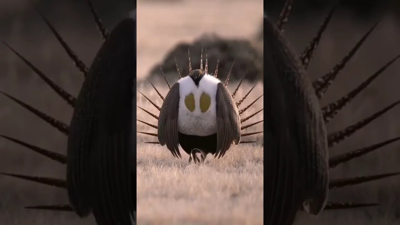 world unique bird #3