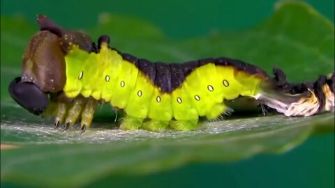 Beautiful Insects You can Keep as Pets