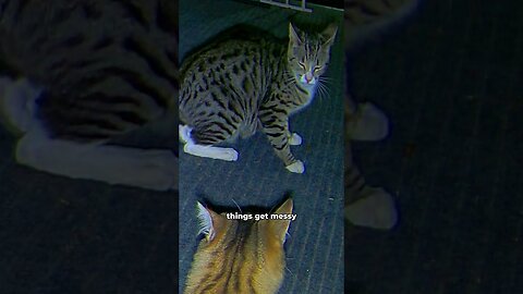 The life of stray cats.