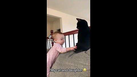 Baby vs cat