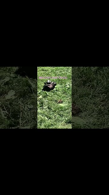 WE LOVE OUR DOGS! #dogs #love #nativeamericanflute #nature #happy