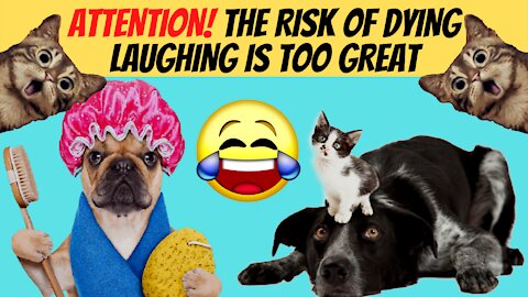 🔴 FUNNY CATS AND DOGS 🐶🐱 MORE FUN ANIMALS WITH NARRATION 2021 😂😁 AWESOME FUNNY🐶 DOGS AND 😻 CATS