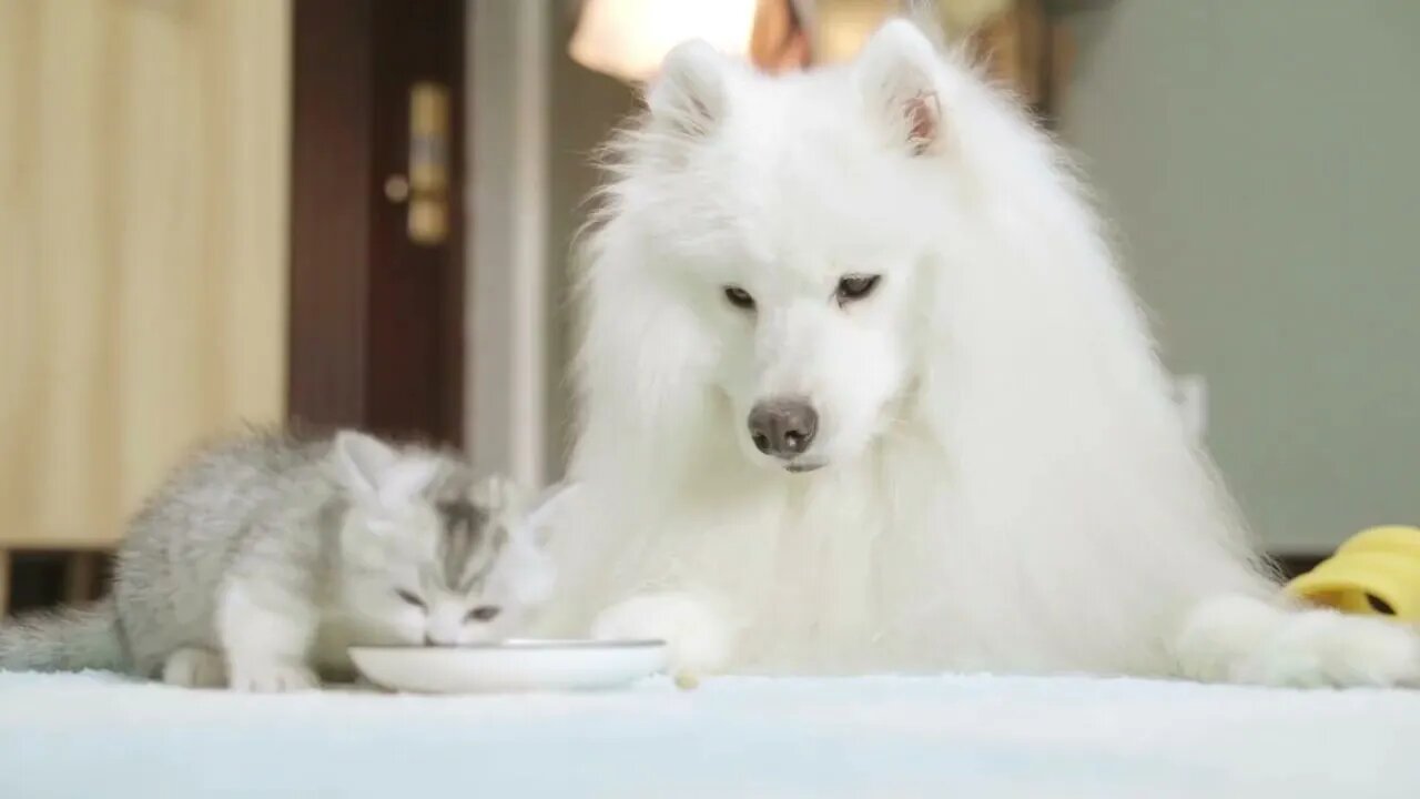 Cute Dog with a little kitten \ Cute Dog & Cat Videos \ 002