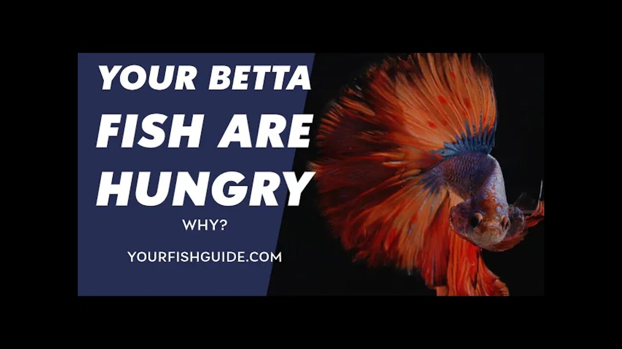 How Long Can A Betta Fish Go Without Eating ~ You MUST Watch Before Your Feed Your Betta