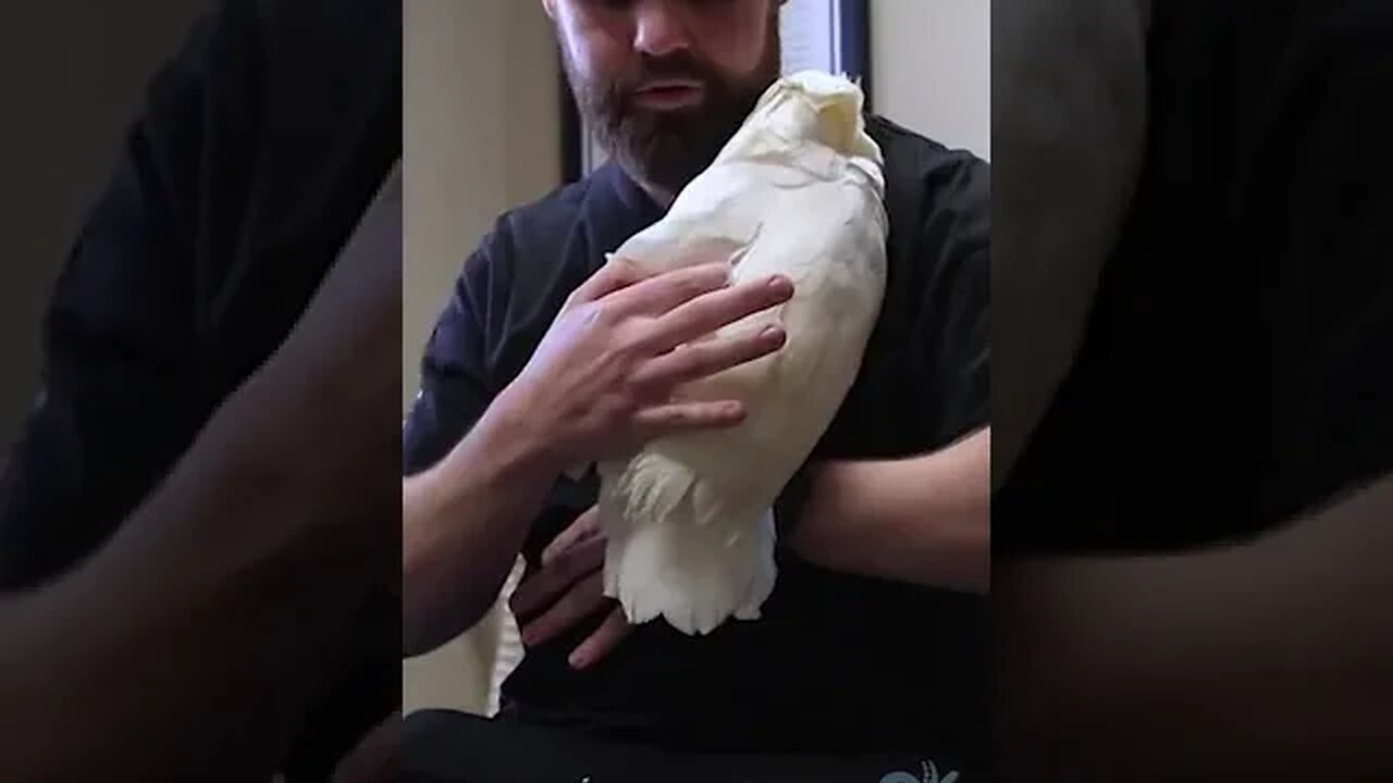 Bird getting chiropractic adjustment???