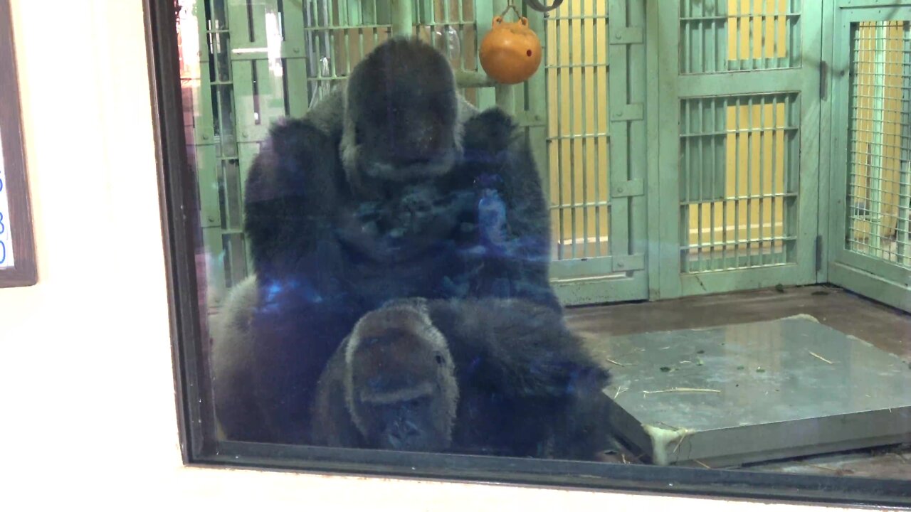 Oh Mating! Dad Momotaro and Mom Genki mated @gorilla