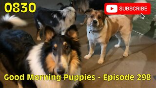 [0830] GOOD MORNING PUPPIES - EPISODE 298 [#dogs #doggos #doggies #puppies #dogdaycare]